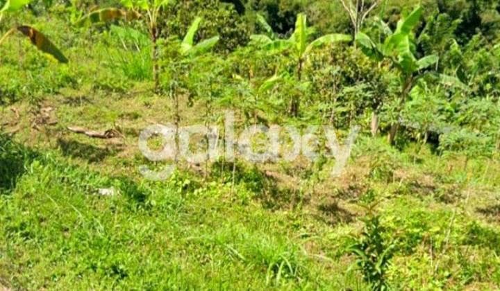Tanah Asri dan Sejuk di Juwuk Legi Antapan Baturiti Tabanan, Bali