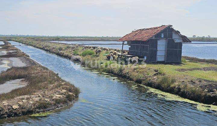 Fish Pond for Sale – Cemara Jaya West Karawang