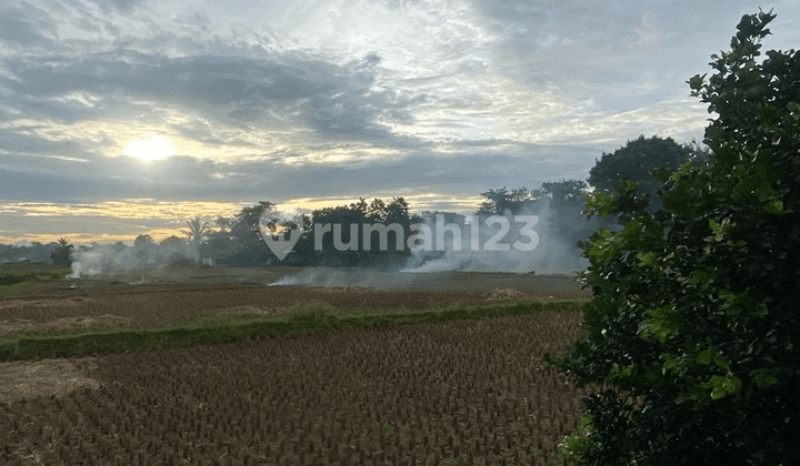Jual Tanah Padat Sawah Legok
