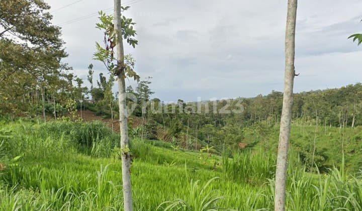 Tanah Kebun Wonosalam Jombang Harga Nego