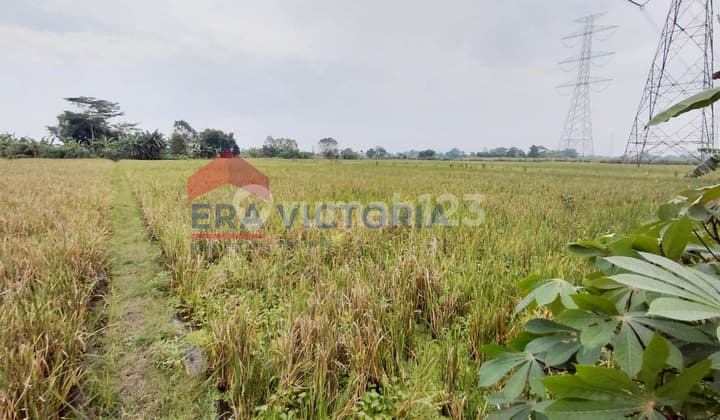 Tanah Pertanian Aktif Dekat Pasar Winongan Cocok Investasi