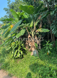 Memory Updated Berikut Adalah Draft Listing Untuk Tanah di Tajur Halang Dijual Tanah Strategis di Tajur Halang Kab. Bogor