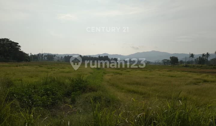 Tanah Luas Jl Raya Bojonegara Cocok untuk Perumahan