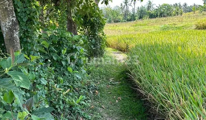 Land for Sale in Nyanyi