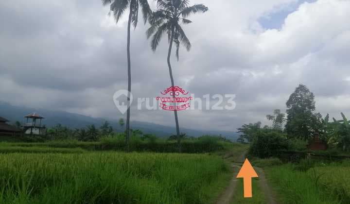 Tanah Jual Lokasi Panji