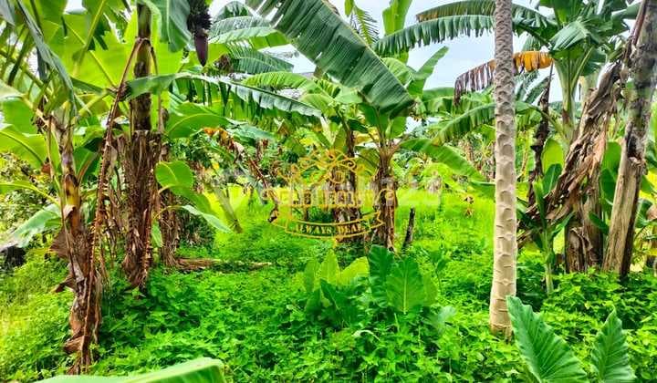 Tanah Jual Lokasi Tanah Barak