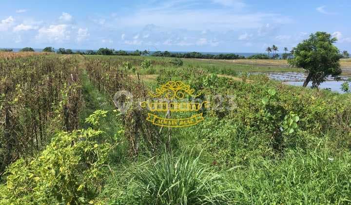 Tanah Jual Lokasi Tibubiu