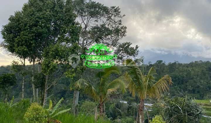 Land for Sale in Pelaga Location