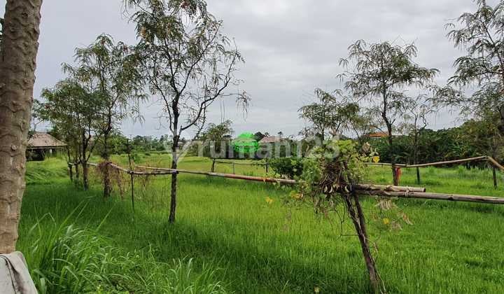 Land for Sale Location Pererenan