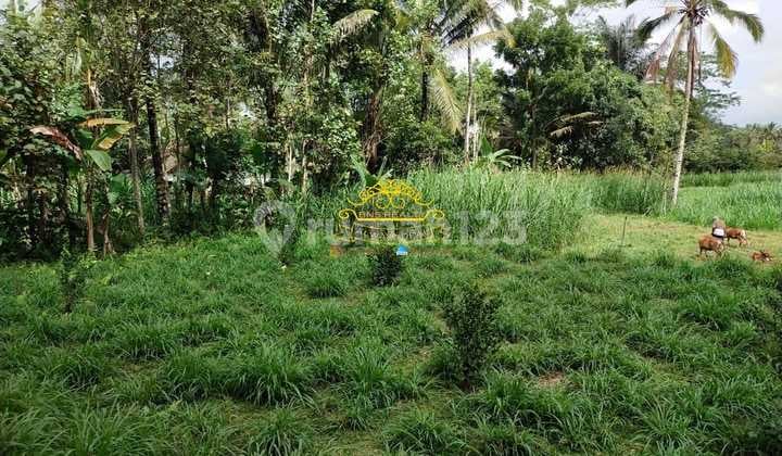 Tanah Jual Lokasi Taro