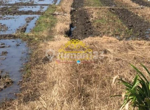 Tanah Jual Lokasi Pasut Tanah Jual Lokasi Pasut