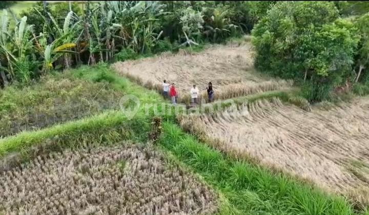 Tanah Jual Lokasi Temesi