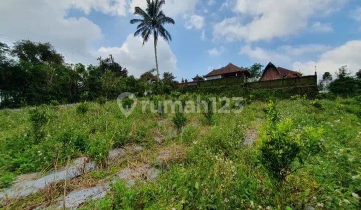 Land for Sale Location in Mengwi