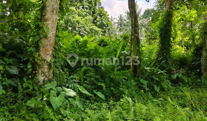 Land for Sale in Tegallalang
