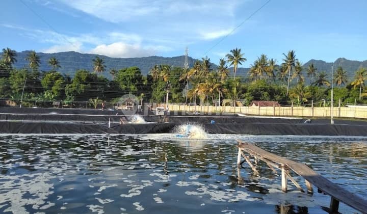 Land for Sale in Gerokgak