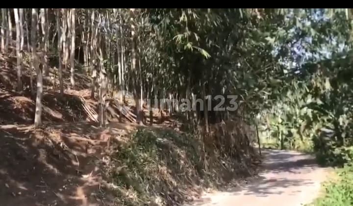 Quick Sale Land with 350 Teak Trees Ready for Harvest Bonus Sumedang