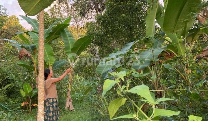 Tanah Lokasi Ditegal Linggah Buleleng Bali