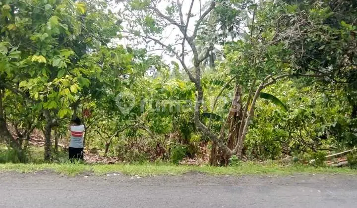 Land for Sale in Tegal Cangkring Village, Mendoyo District, Jembrana - Bali.