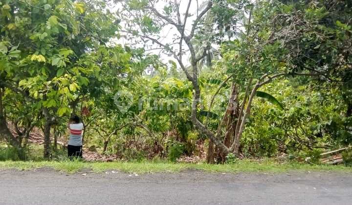 Dijual Tanah di Kelurahan Tegal Cangkring, Kecamatan Mendoyo, Jembrana - Bali.