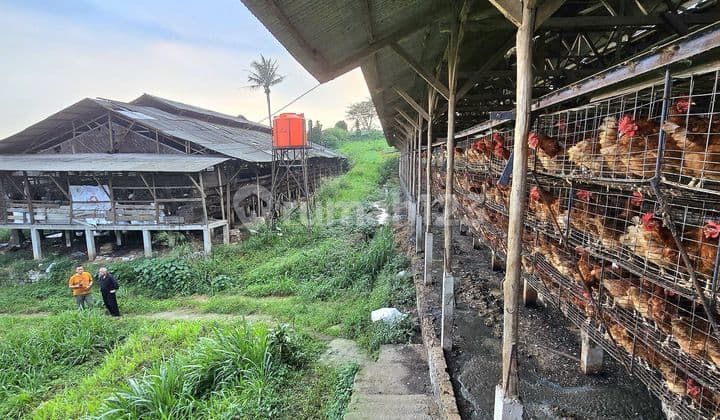 Tanah Pertenakan Ayam Petelor Yg Masih Aktif Di Tenjojaya, Cucurug, Sukabumi