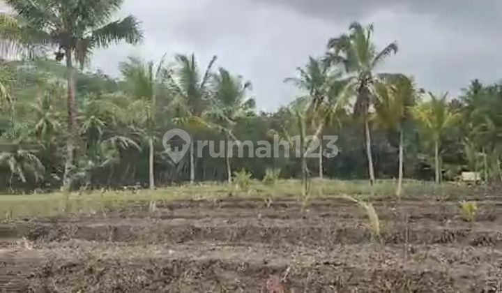 Tanah Kosong Cocok Untuk Perkebunan Kelapa Dan Lainnya.
