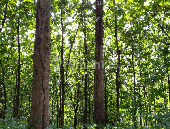 Tanah Luas Sudah Ada Pohon Jati bisa di Panen di Sukabumi Jabar