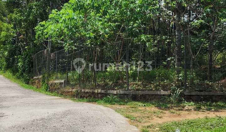 Lahan Perkebunan Strategis di Ngadirojo Ampel