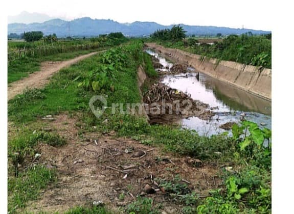 Lahan Pertanian Siap Pakai Sangat Luas di Tegalanyar