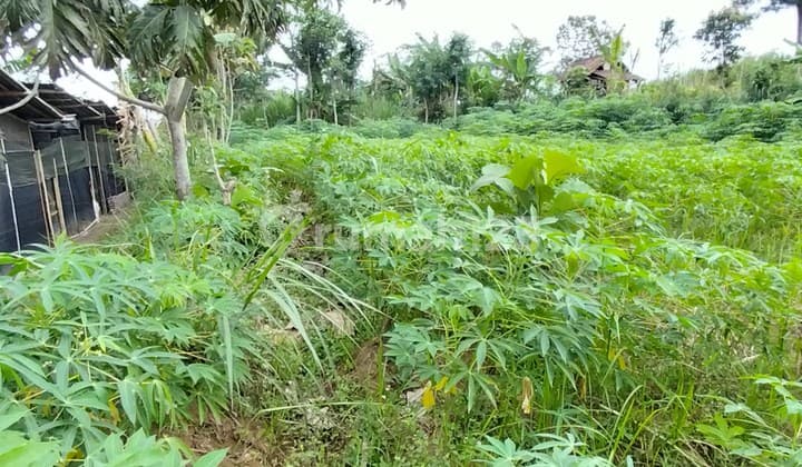 Dijual cepat Tanah Kebun cocok untuk bercocok tanam atau bangun rumah