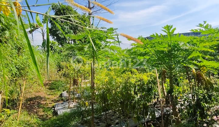 DIJUAL TANAH KAVLING SECEPATNYA SIAP BANGUN HARGA SANGAT TERJANGKAU