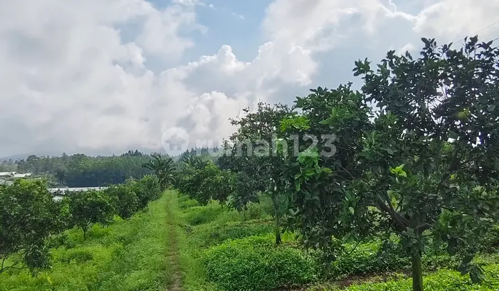 Dijual Secepatnya Tanah Perkebunan Jeruk Subur Produktif Harga Sangat Terjangkau