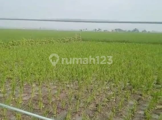 Dijual Tanah Sawah Aktif, Cocok untuk Invest Sawah, Panen Setahun Min 2X di Ciparay, Kab Bandung