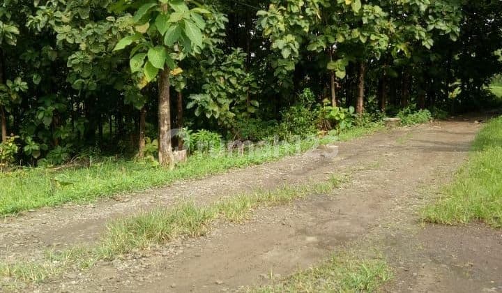 Termurah, Langka ! Beli Tanah Bonus Pohon Jati, Untung Besar di Ujung Jaya, Sumedang Dkt Tol Cisumdawu