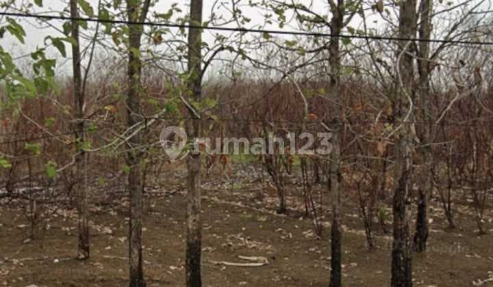 Dijual Cepat, Murah Sekali, Tanah Padat, Siap Bangun Kawasan Industri Zona Abu, di Ujung Jaya Sumedang Dkt Tol Cisumdawu