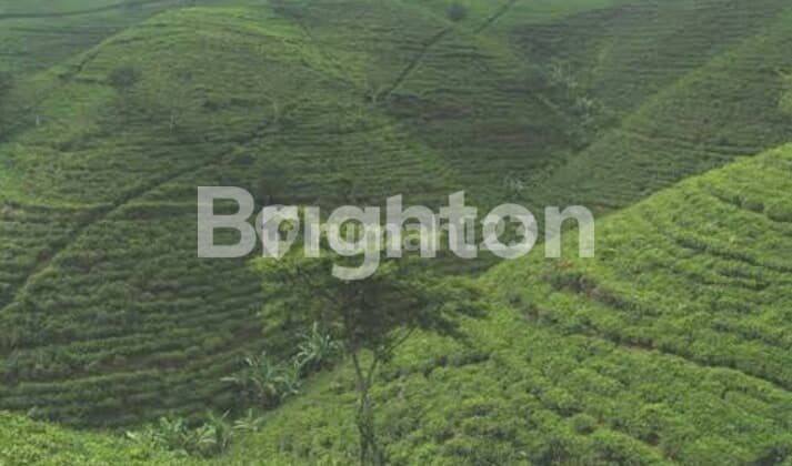 TANAH DIKAWASAN WISATA KEMUNING DAN CANDI CETHO