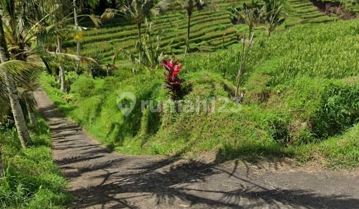 Dijual Kebun Lokasi Jalan Muncak Sari Penatahan, Sangketan Penebel Tabanan