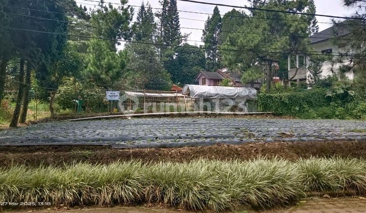 Kavling Di Villa Istana Bunga Lembang