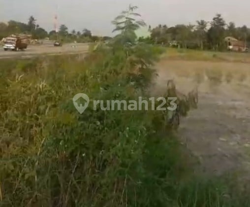 Kavling 3000m2 Pinggir Jalan di Desa Kasunyatan Kasemen Serang