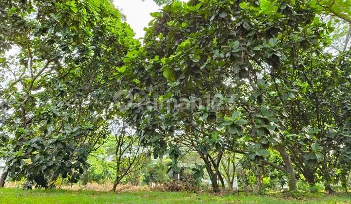 Dijual Kavling Royal Orchard Hadap Utara