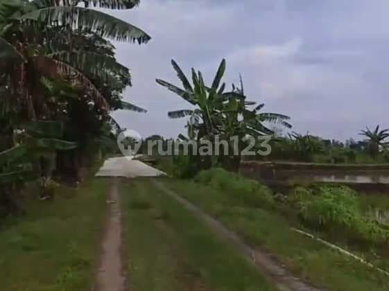 JUAL TANAH KAPLING MURAH DI BRAMBANG KARANGAWEN DEMAK