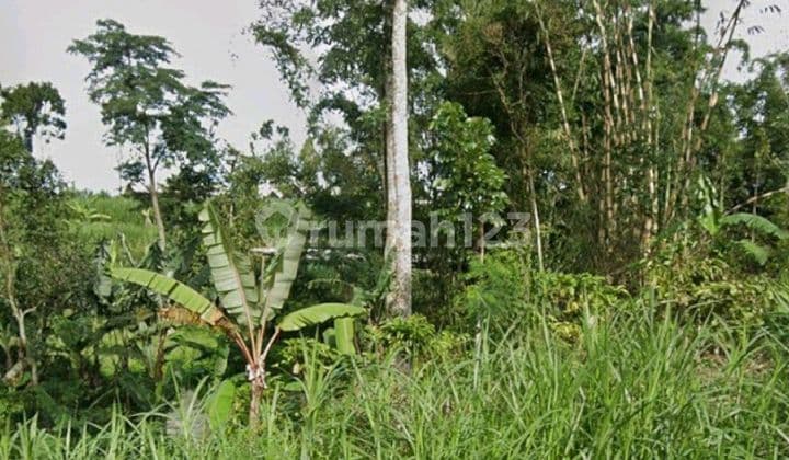 Murah Dijual 6 Ha Tanah Nol Jalan di Kalipucang - Tutur - Pasuruan - Jawa Timur Cocok Buat Peternakan, Perkebunan - Akses Jalan Berpaving Lebar 4 Meter - Surat SHM