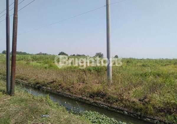 Sawah Luas Pinggir Jalan Raya di Sumobito Jombang
