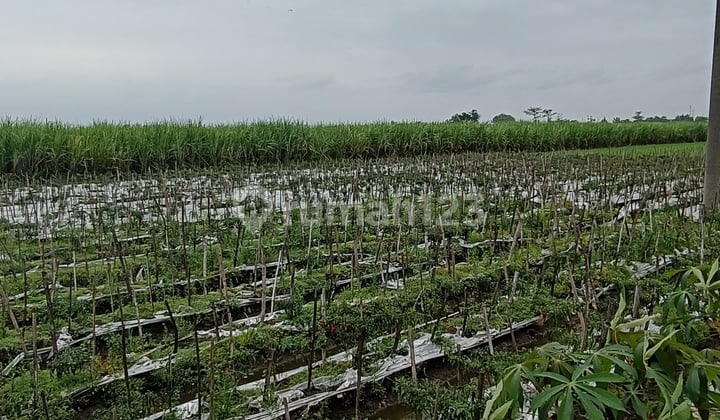 Tanah Sawah Pinggir Jalan Siap Pakai di Sukorejo Perak Jombang