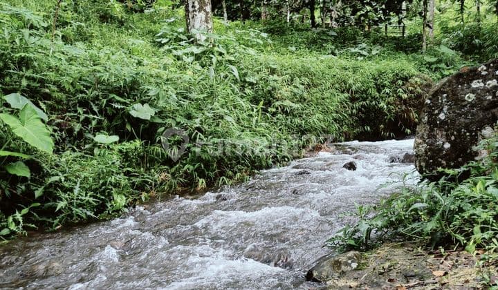 Tanah Tegal Siap Pakai di Wonosalam Jombang