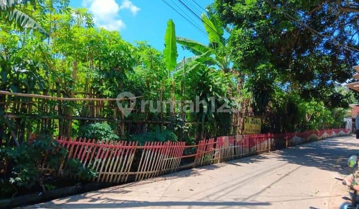 Tanah asli keras. Bukan urukkan. Kebon singkong