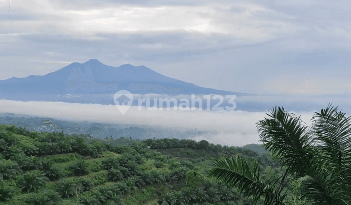M Dijual Tanah Lahan Pertanian Wisata Alam Gunung Salak Sukabumi Jawa Barat