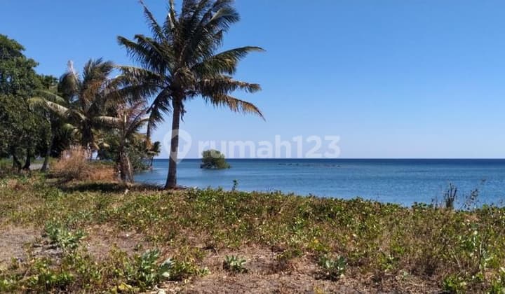 Di Jual Tanah Los Pantai Lokasi maumere, NTT Harga sangat Menarik