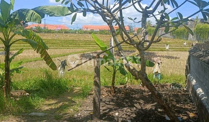 Di Jual Tamah View Sawah Cantik Dan Langka Di Umalas Prime Area