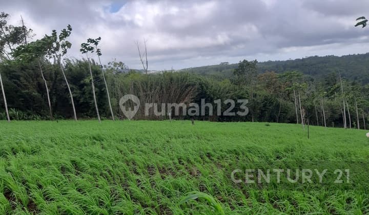 Tanah Murah Cocok untuk Perkebunan / Perumahan Akses Mobil