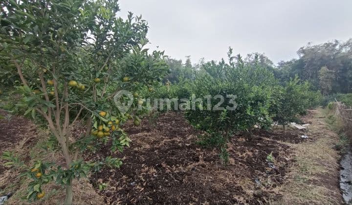Tanah Kebon Jeruk Di Area Sejuk Dan Nyaman